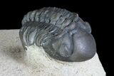 Cute, Detailed, Reedops Trilobite - Foum Zguid, Morocco #84527-2